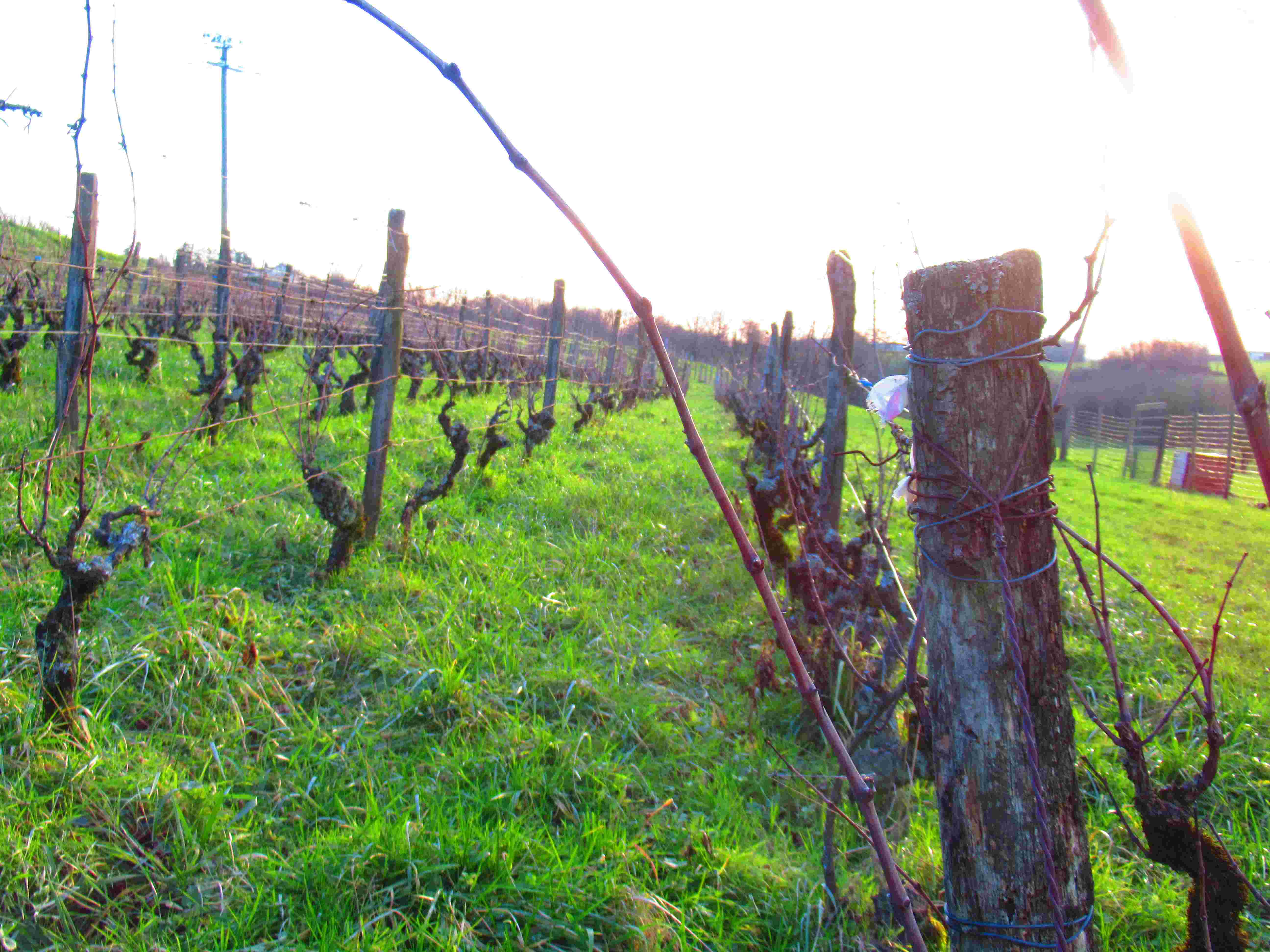 Vigne à Passenans dans les coteaux du Jura - France