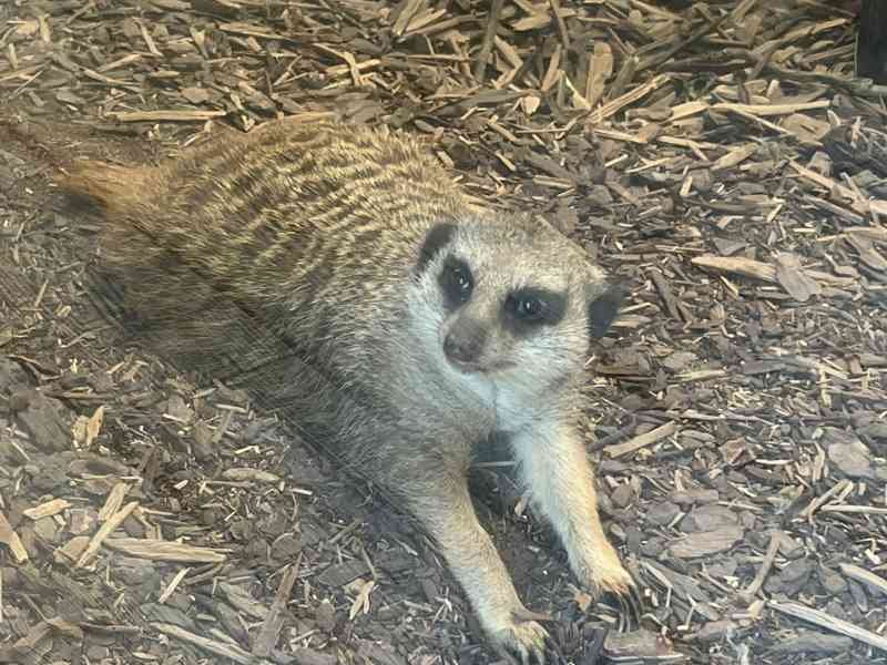 Suricate, Zoo d'Amneville, Moselle, Lorraine, photo gratuite