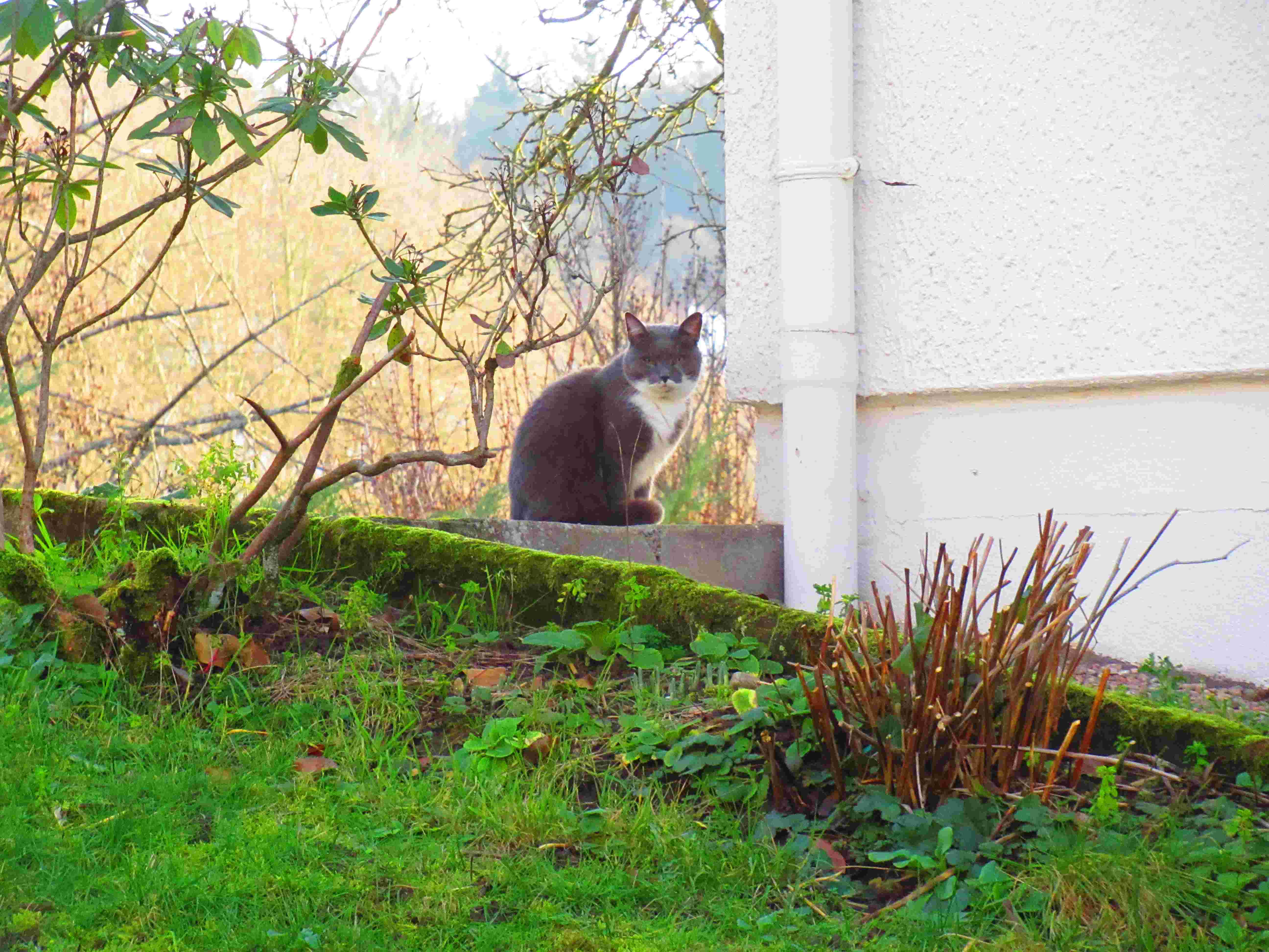 Chat gris et blanc en extérieur, photos gratuites