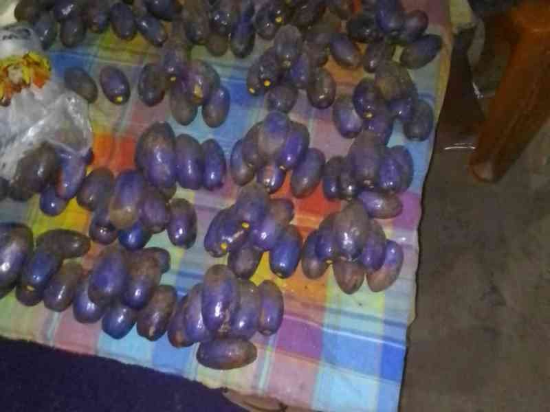 Safous photo gratuite