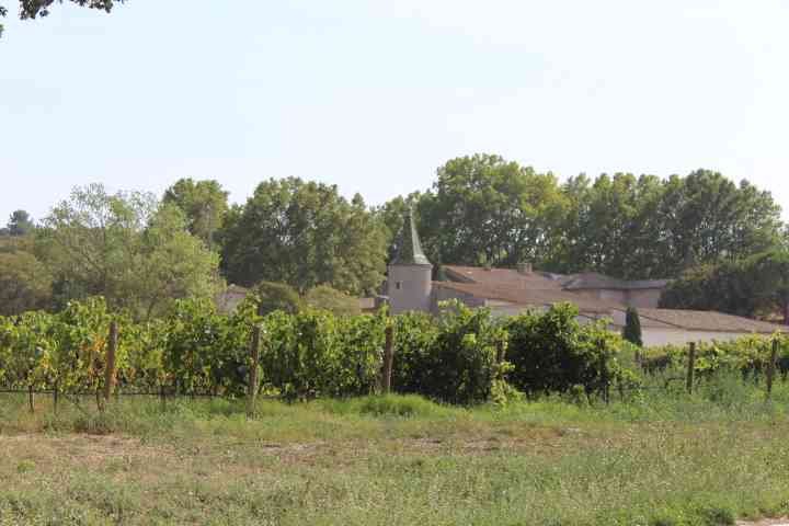 Un champ de vigne dans une campagne photo gratuite