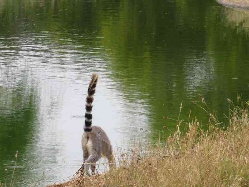 Vue sur la queue d'un lémurien du zoo de Rabat au Maroc