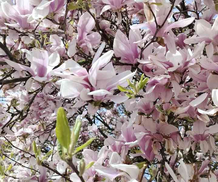 Magnolia, arbre, photo gratuite