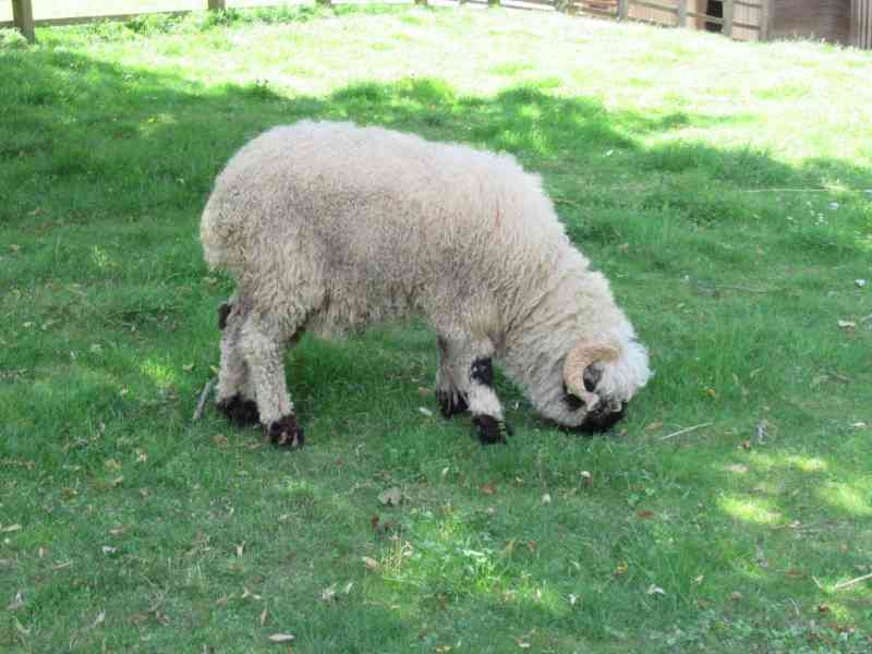 Mouton nez noir du Valais