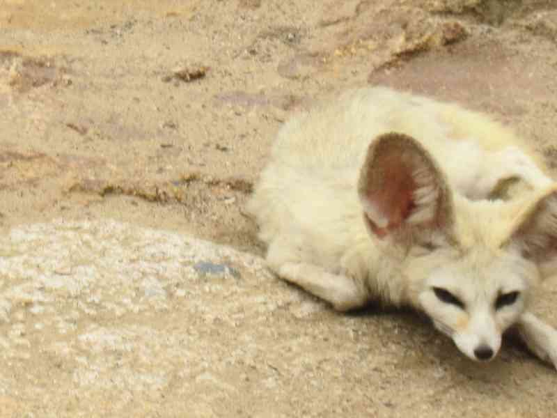 Renard des sables - fennec au zoo de Rabat au Maroc