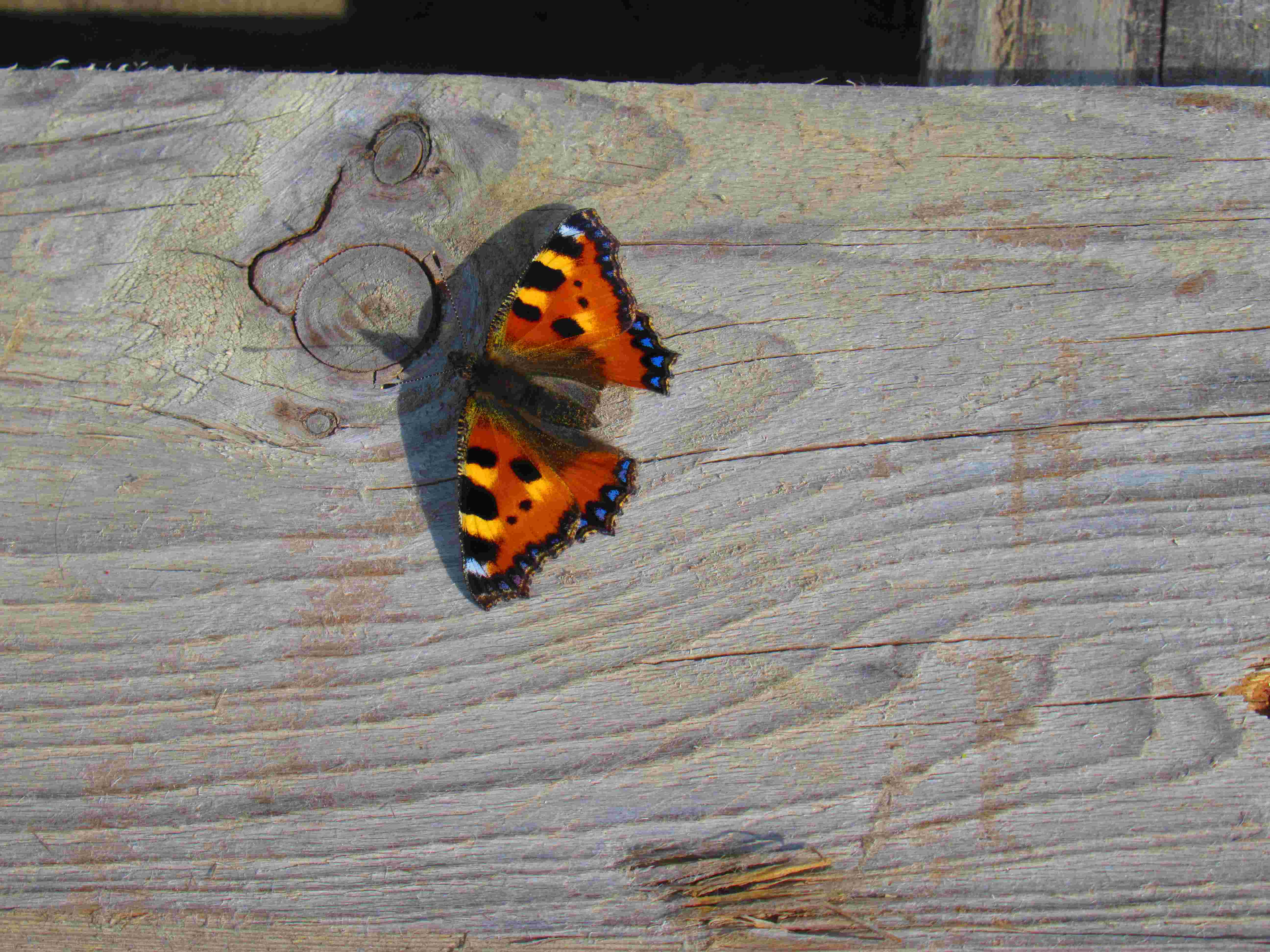 Papillon brun et bleu