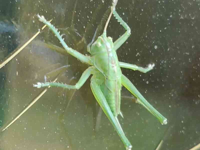 Grande sauterelle verte, criquet, photo gratuite