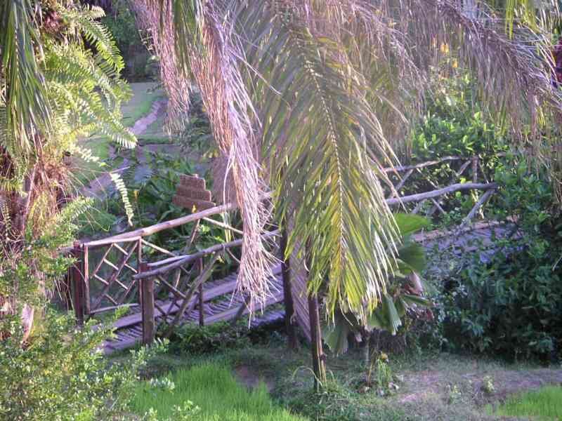 une végétation luxuriante, incluant des palmiers et un pont en bois, photo gratuite
