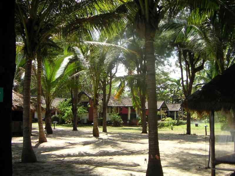 Un paysage tropical avec de nombreux palmiers suggérant un cadre de vacances ou un complexe hôtelier en bord de mer, photo gratuite