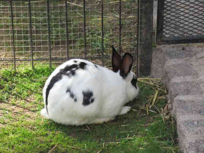 Lapin Papillon anglais