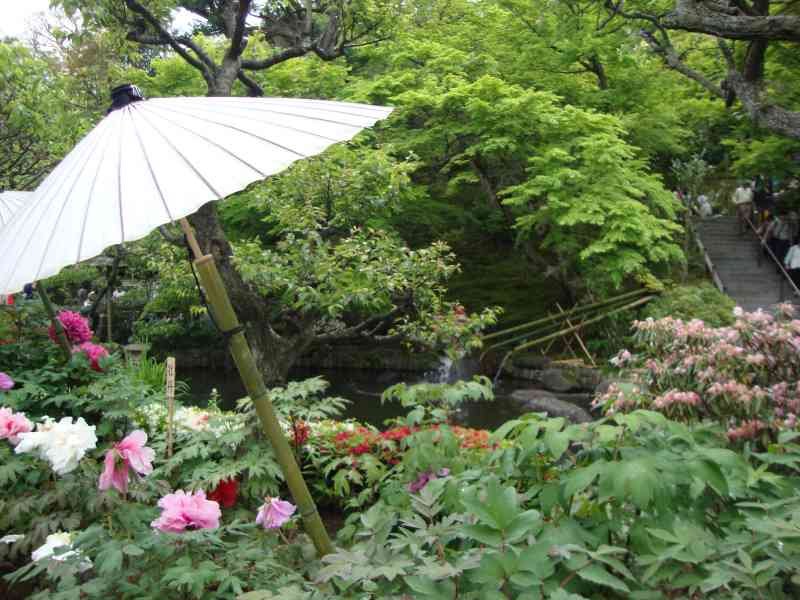 Gros plan sur un parasol blanc dans un jardin de fleurs de pivoine photo gratuite