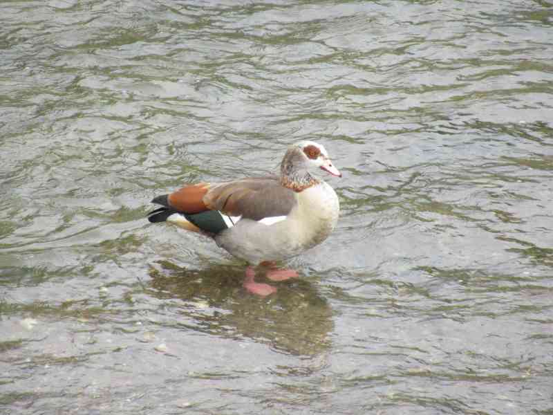 Canard de barbarie