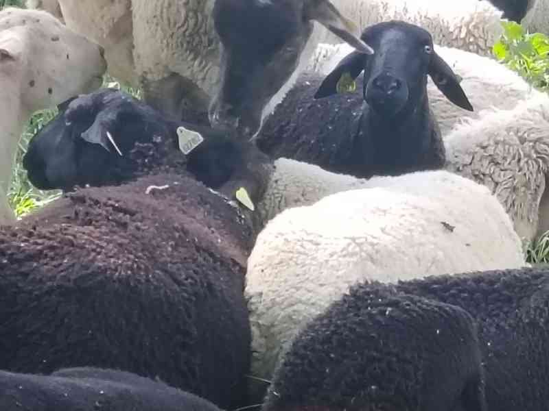 Troupeau de moutons, photo gratuite