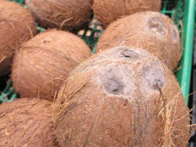 Pile de noix de coco dans un panier