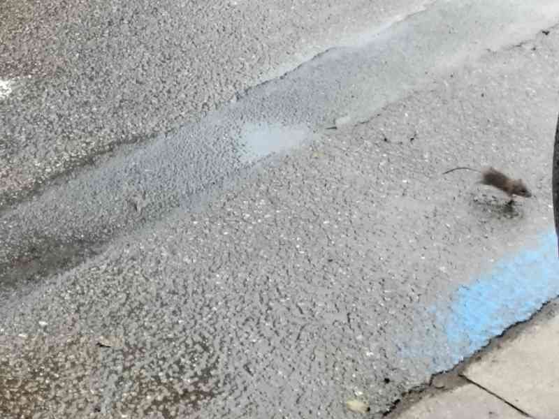 Un rat traversant une route humide, photo gratuite