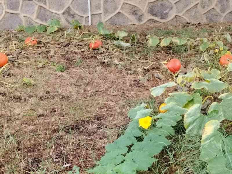 Jardin potager de citrouilles