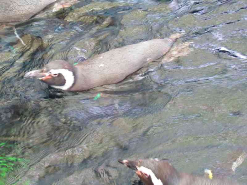 Pingouin de dos hors de l'eau de profil, Oceanarium de Lisbonne, Portugal