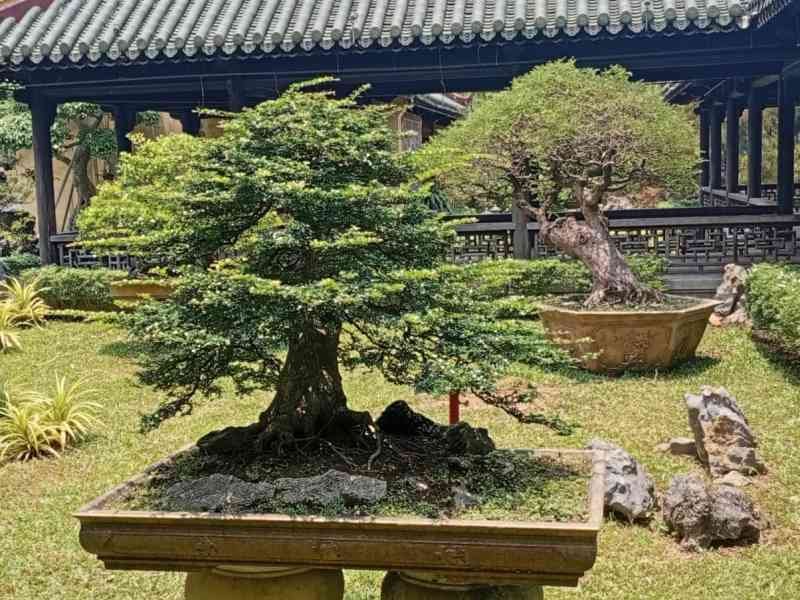 Arbre bonsaï dans une cour de temple bouddhiste au Vietnam, photo gratuite