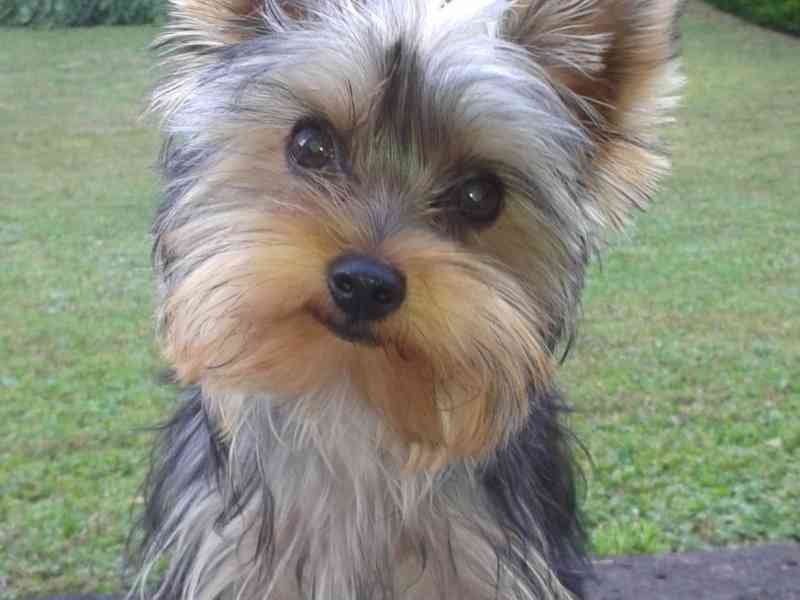 Chien Yorkshire Terrier, photo gratuite