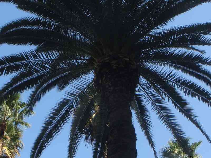 Palmier sous le ciel bleu photo gratuite