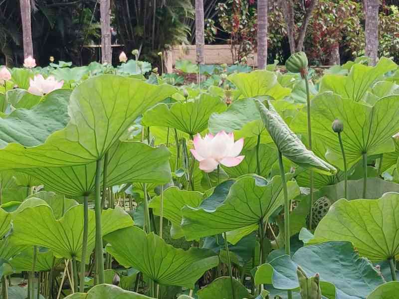 Feuilles du lotus sur l'Île de La Réunion, photo gratuite