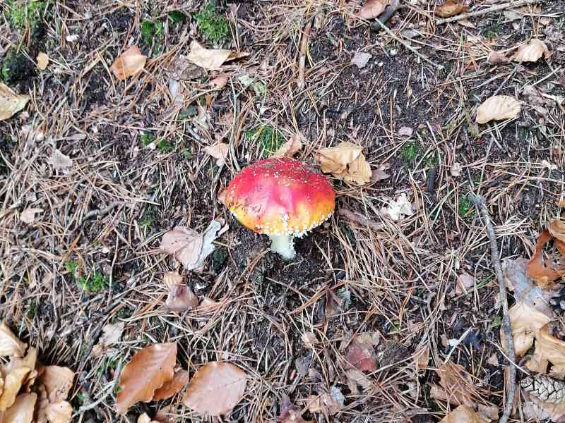 Champignon rouge en sous bois
