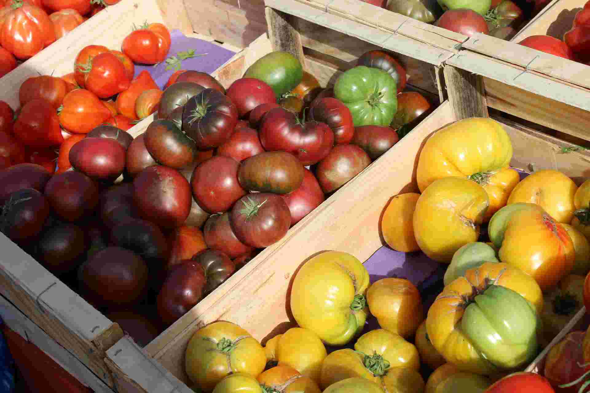 Tomates jaunes rouges vertes