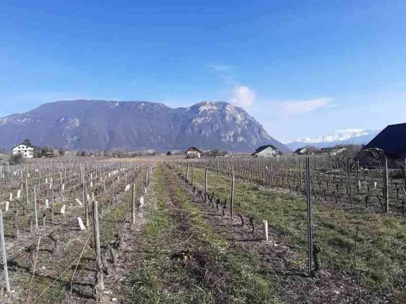 Vigne des Marches Porte-de-Savoie en France