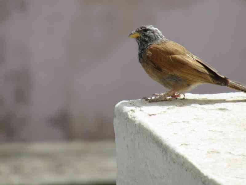 Petit oiseau bec jaune