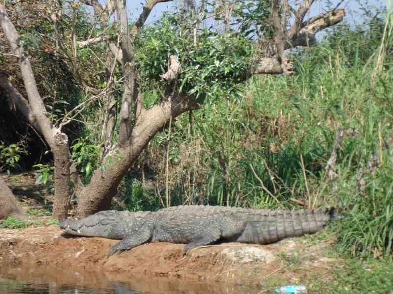 Un crocodile photo gratuite
