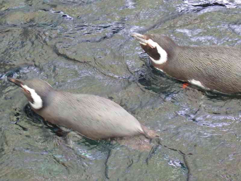 Pingouin de dos hors de l'eau de profil, Oceanarium de Lisbonne, Portugal