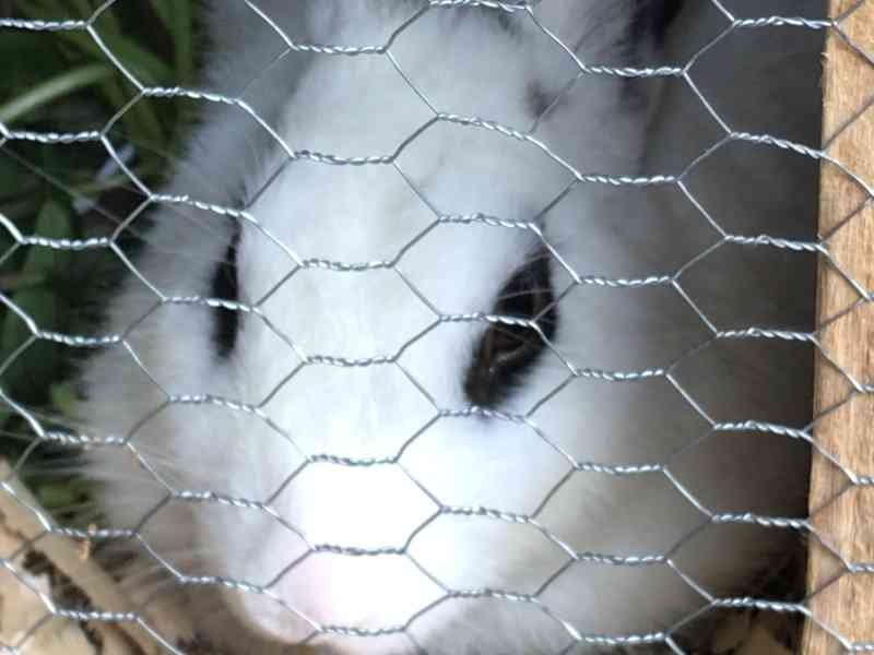 Le regard d’un lapin photo gratuite