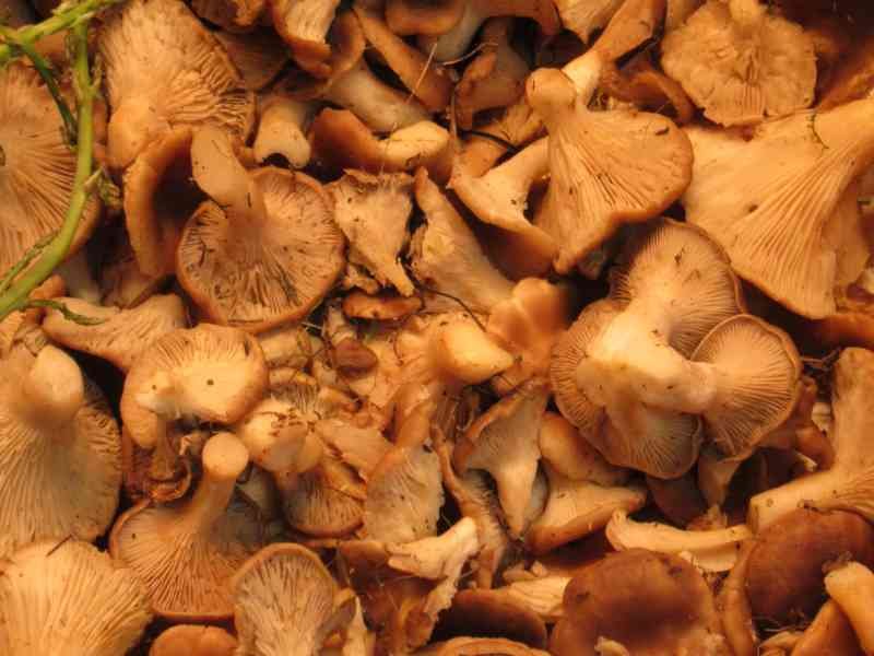 Un tas de champignons sur un étal du marché, le prix affiché, photo gratuite