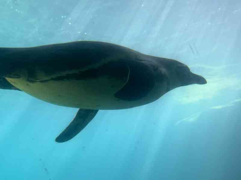 Manchot dans l'eau, Zoo d"Amneville, Moselle, Lorraine, photo gratuite