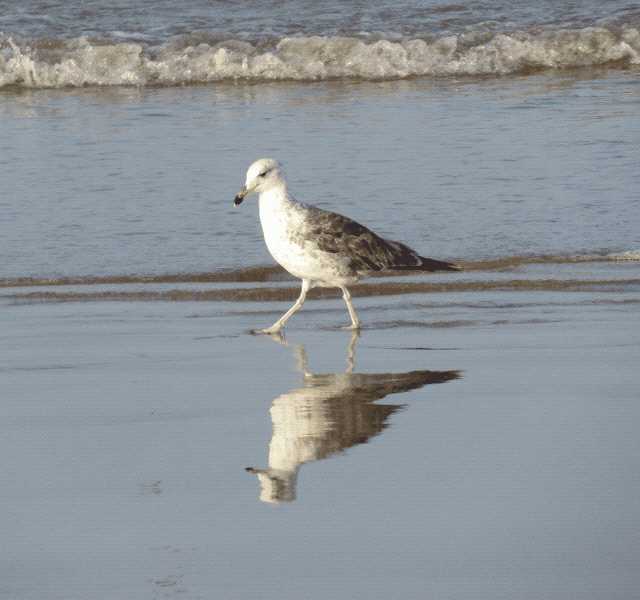 Mouette qui marche (Gif)
