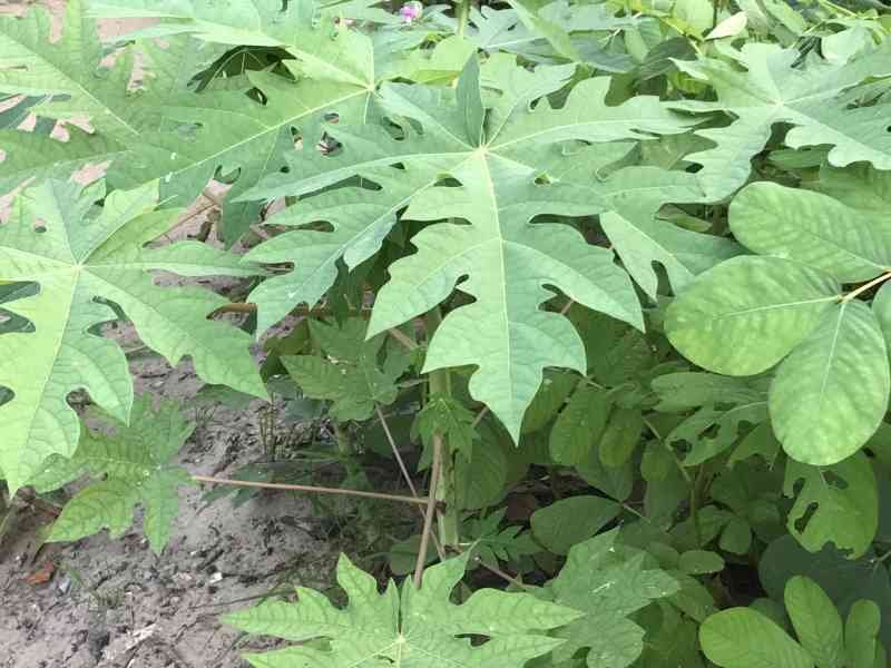 Pépinière des papayers photo gratuite