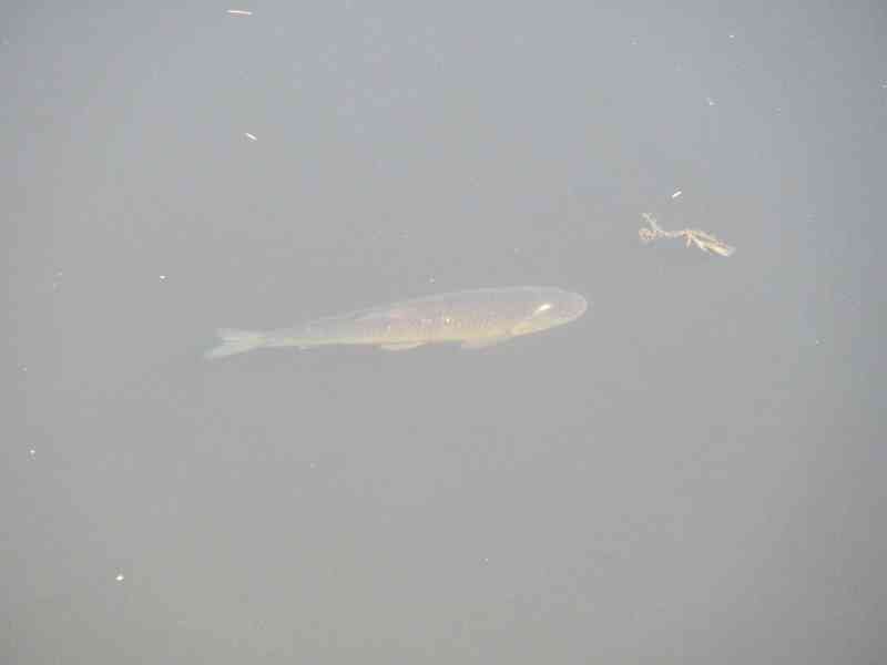 poissons nageant dans l'eau