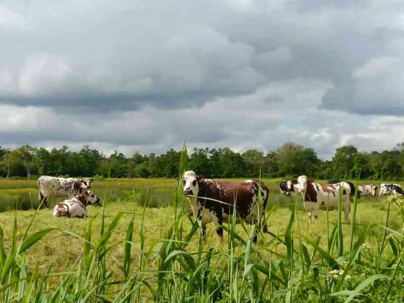 Des vaches de race Normande, photo gratuite