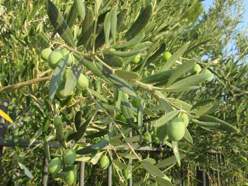 Olives vertes, photo gratuite