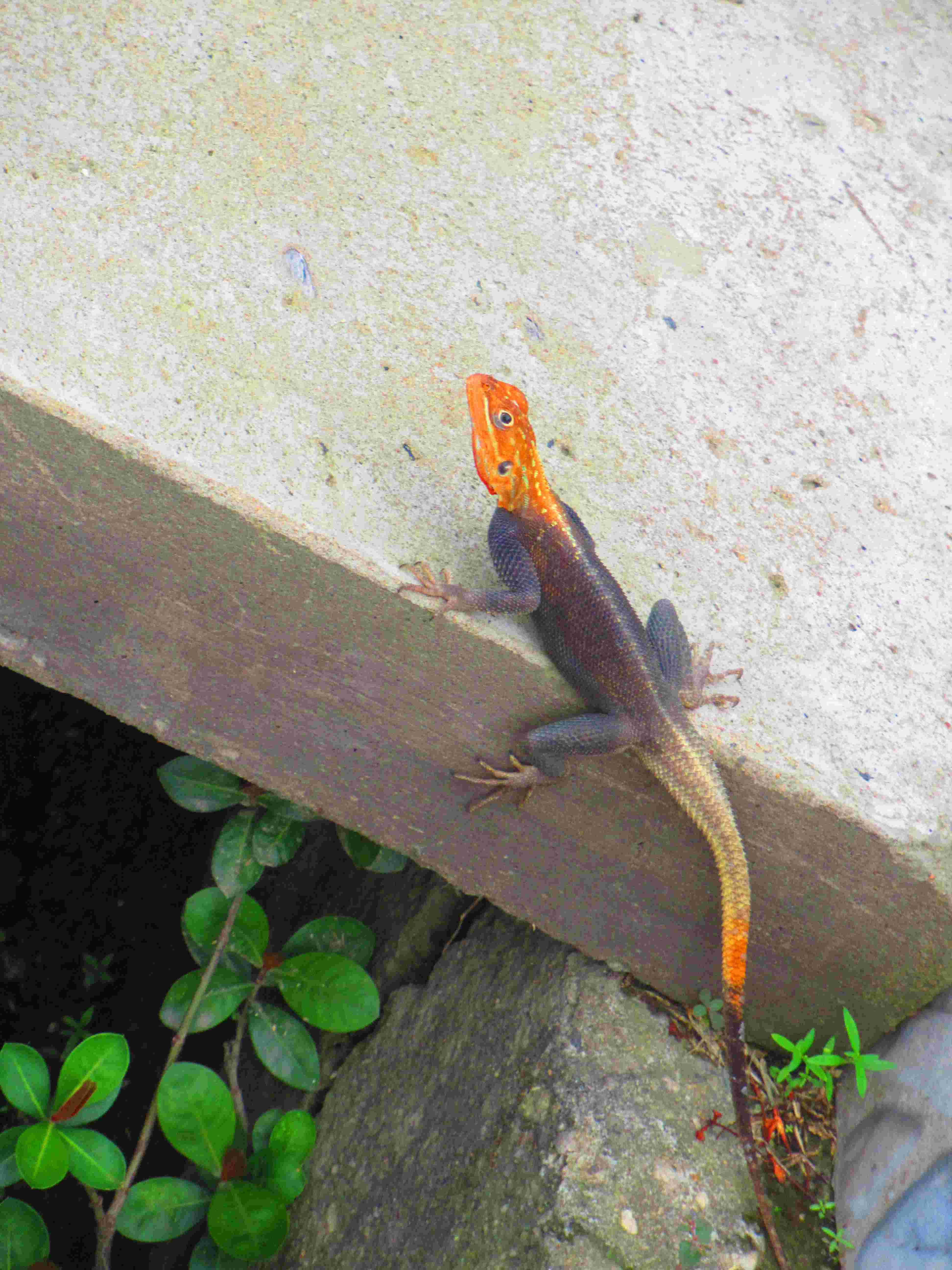 Lézard orange et noir