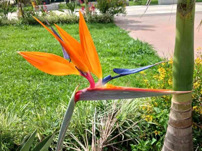 Fleur Oiseau de paradis, photo gratuite