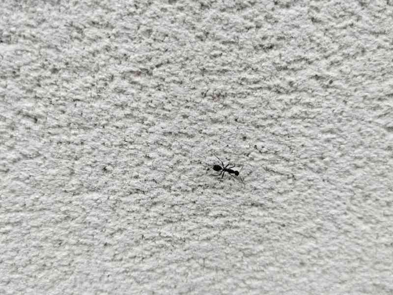 Fourmi noire sur un mur