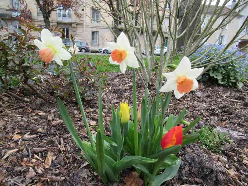 Jonquilles et tuilpes