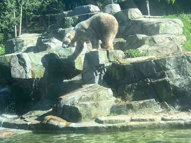 Ours polaire, photo gratuite