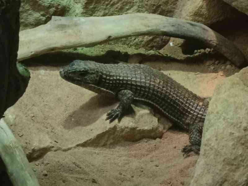 Lézard plaqué du Soudan, Zoo d'Amneville, Moselle, Lorraine, photo gratuite