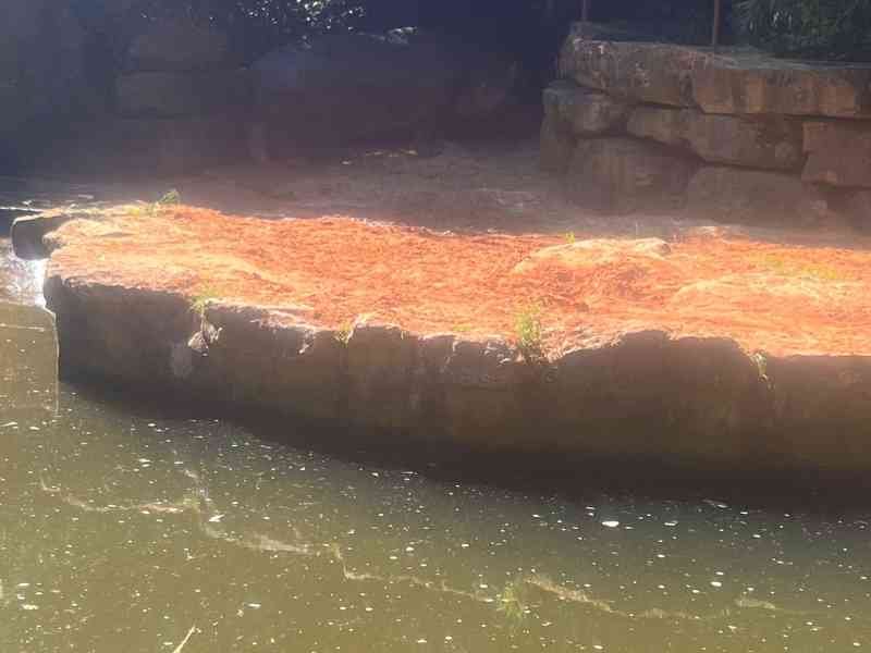 Hippopotame, Zoo d'Amneville, Moselle, Lorraine, photo gratuite