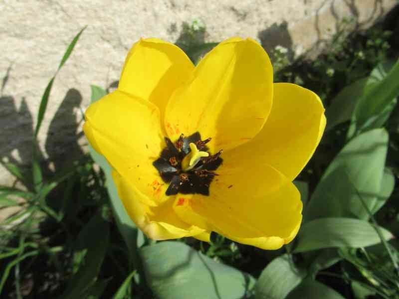 Tulipe jaune, photo gratuite