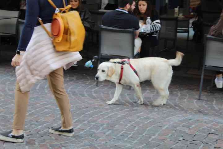 Une personne en compagnie de son chien dans les rues de Milan, un Labrador Retriever, photo gratuite