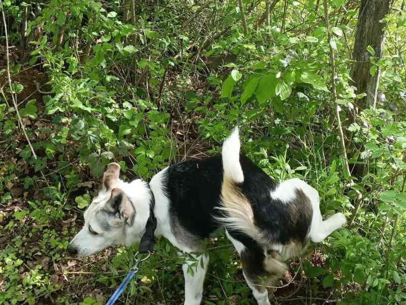 Chien dans la forêt, photo gratuite
