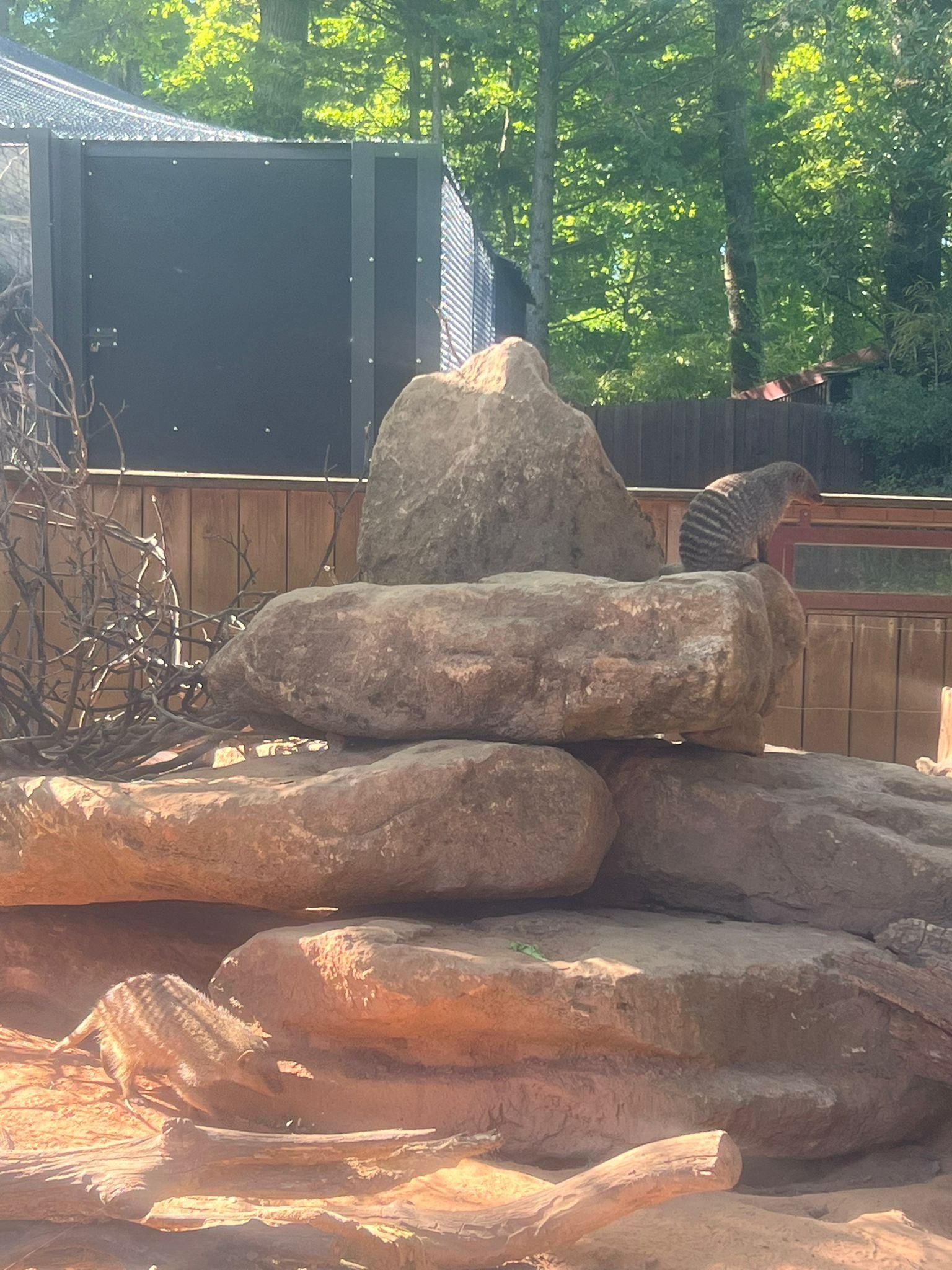Mangouste rayée dans un enclos de zoo à Amnéville, photo gratuite